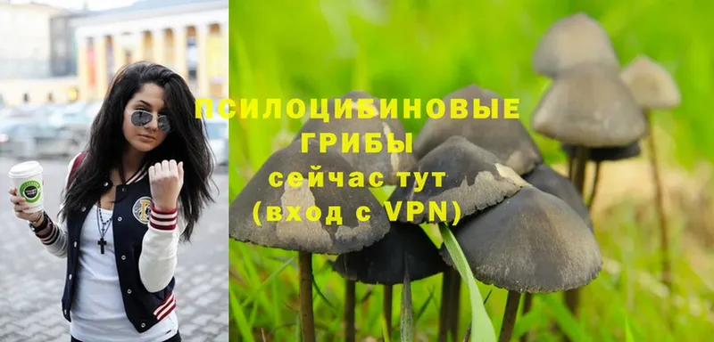 Псилоцибиновые грибы MAGIC MUSHROOMS  закладки  Новошахтинск 